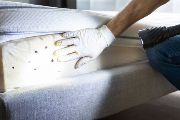 Best Bed Bug Extermination  in Prieton, NC